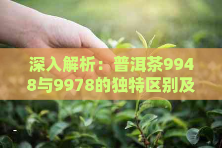 深入解析：普洱茶9948与9978的独特区别及其品饮体验对比