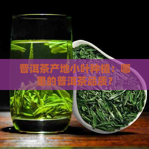 普洱茶产地小叶种植：哪里的普洱茶品质？