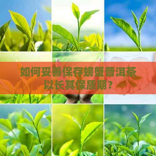 如何妥善保存螃蟹普洱茶以长其保质期？