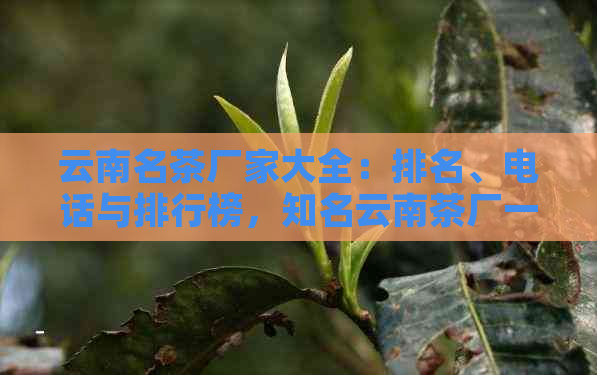 云南名茶厂家大全：排名、电话与排行榜，知名云南茶厂一网打尽！