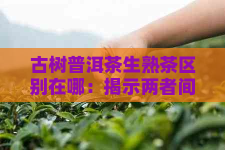 古树普洱茶生熟茶区别在哪：揭示两者间的差异与特色