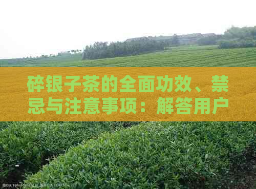 碎银子茶的全面功效、禁忌与注意事项：解答用户关于茶叶的一切疑问