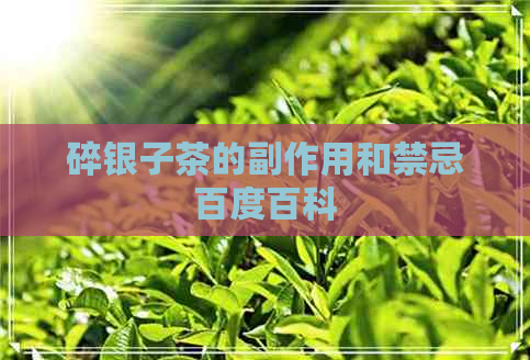 碎银子茶的副作用和禁忌百度百科