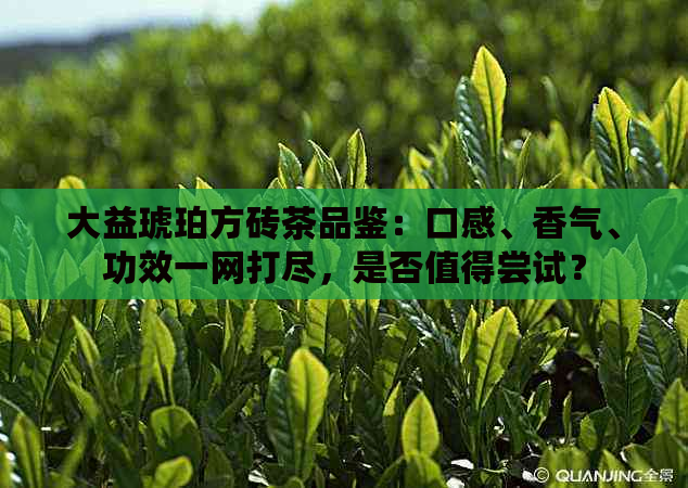 大益琥珀方砖茶品鉴：口感、香气、功效一网打尽，是否值得尝试？