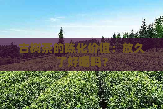 古树茶的陈化价值：放久了好喝吗？