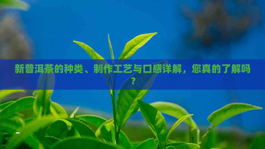 新普洱茶的种类、制作工艺与口感详解，您真的了解吗？