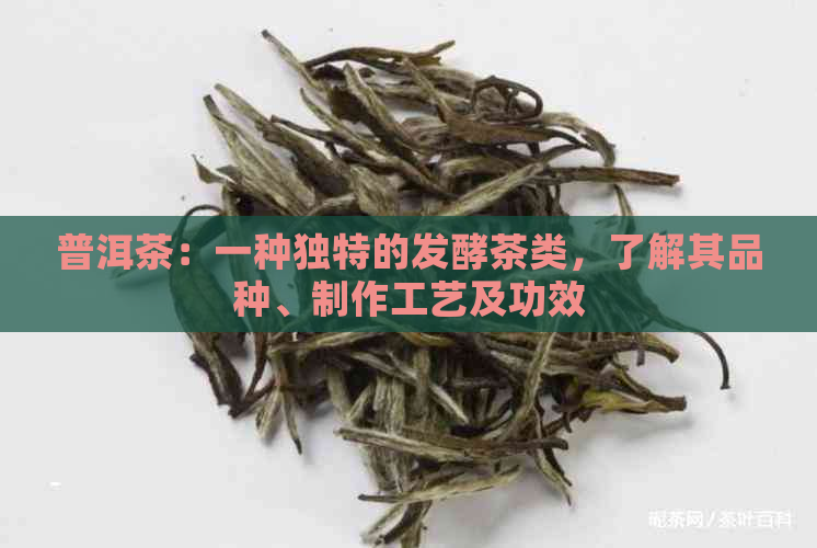 普洱茶：一种独特的发酵茶类，了解其品种、制作工艺及功效