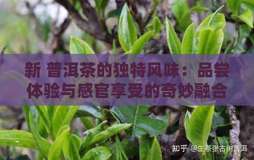 新 普洱茶的独特风味：品尝体验与感官享受的奇妙融合