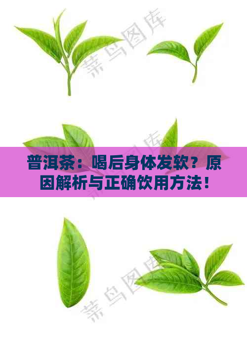 普洱茶：喝后身体发软？原因解析与正确饮用方法！