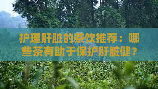 护理肝脏的茶饮推荐：哪些茶有助于保护肝脏健？