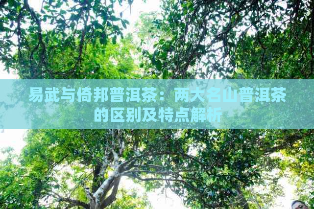 易武与倚邦普洱茶：两大名山普洱茶的区别及特点解析