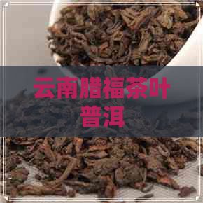 云南腊福茶叶普洱