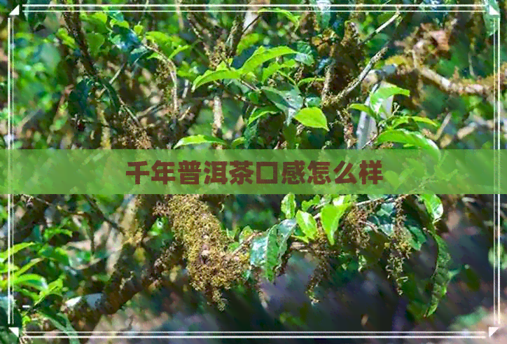 千年普洱茶口感怎么样