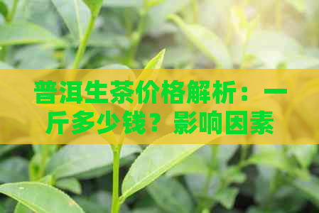 普洱生茶价格解析：一斤多少钱？影响因素有哪些？购买建议如何？