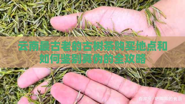 云南最古老的古树茶购买地点和如何鉴别真伪的全攻略