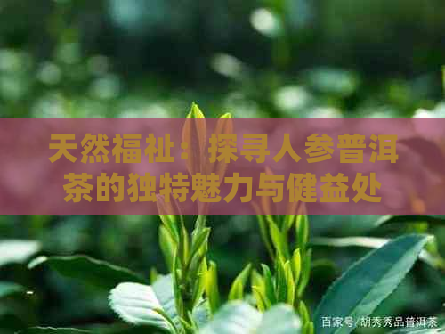 天然福祉：探寻人参普洱茶的独特魅力与健益处