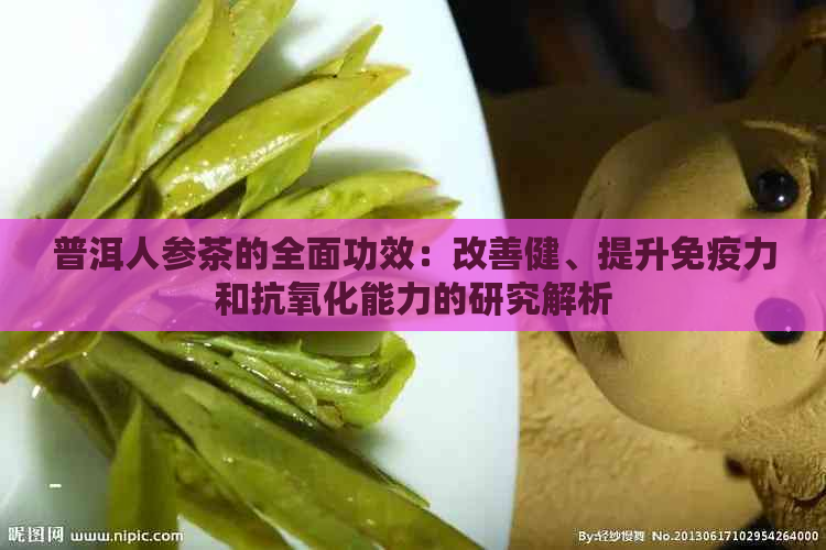 普洱人参茶的全面功效：改善健、提升免疫力和抗氧化能力的研究解析