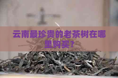 云南最珍贵的老茶树在哪里购买？