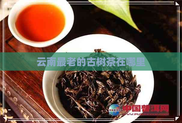 云南最老的古树茶在哪里