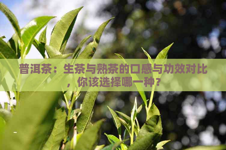 普洱茶：生茶与熟茶的口感与功效对比，你该选择哪一种？