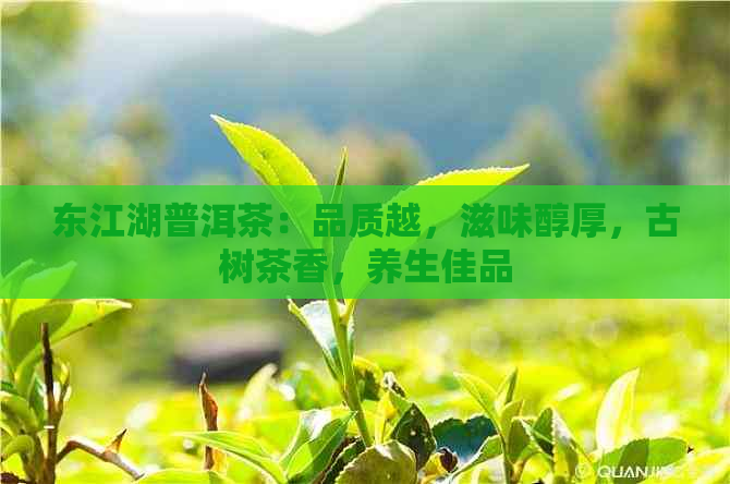 东江湖普洱茶：品质越，滋味醇厚，古树茶香，养生佳品