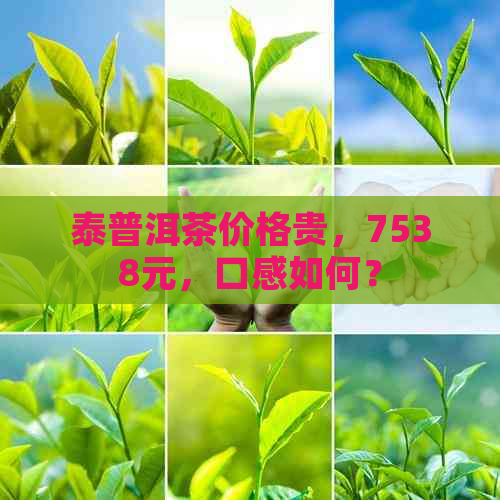 泰普洱茶价格贵，7538元，口感如何？