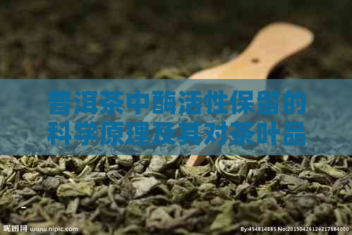 普洱茶中酶活性保留的科学原理及其对茶叶品质和健的影响