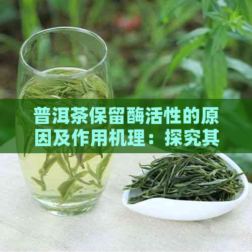 普洱茶保留酶活性的原因及作用机理：探究其对健的影响