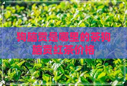 狗脑贡是哪里的茶狗脑贡红茶价格