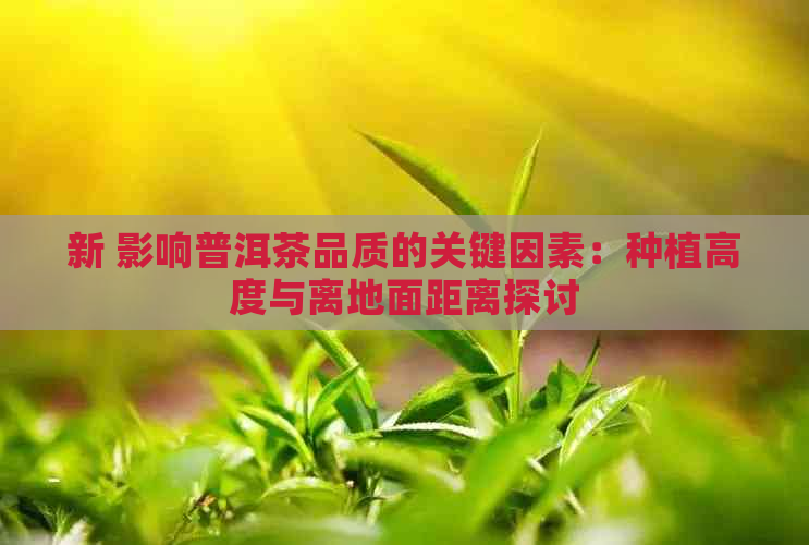 新 影响普洱茶品质的关键因素：种植高度与离地面距离探讨