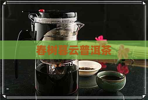 春树暮云普洱茶