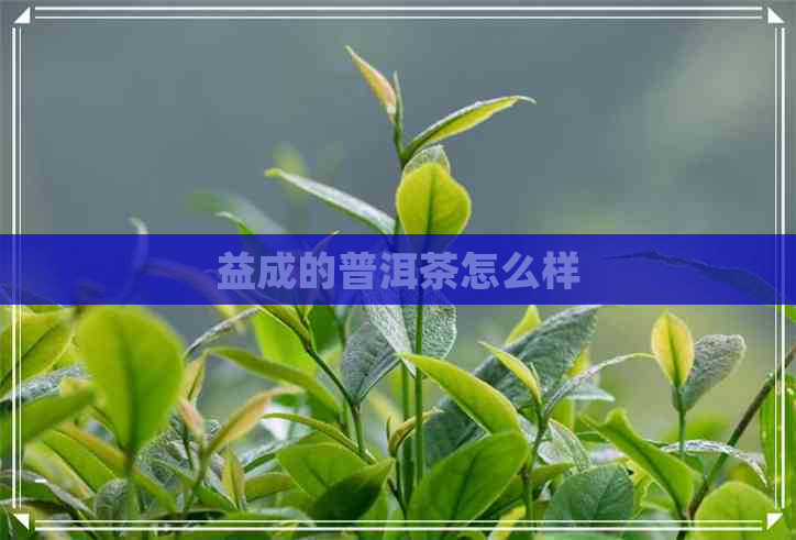 益成的普洱茶怎么样