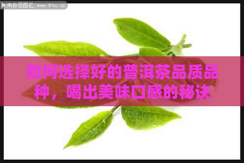 如何选择好的普洱茶品质品种，喝出美味口感的秘诀