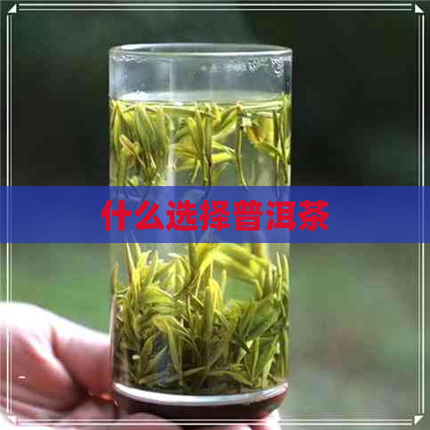 什么选择普洱茶