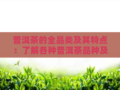 普洱茶的全品类及其特点：了解各种普洱茶品种及区别