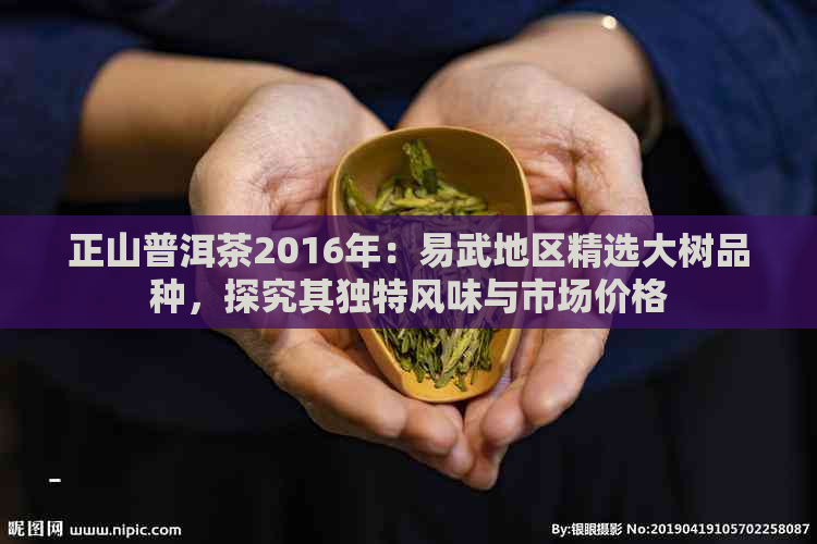 正山普洱茶2016年：易武地区精选大树品种，探究其独特风味与市场价格