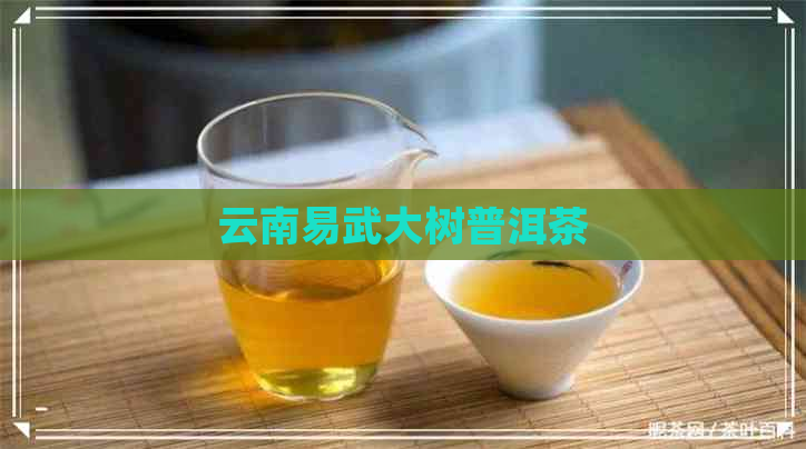 云南易武大树普洱茶