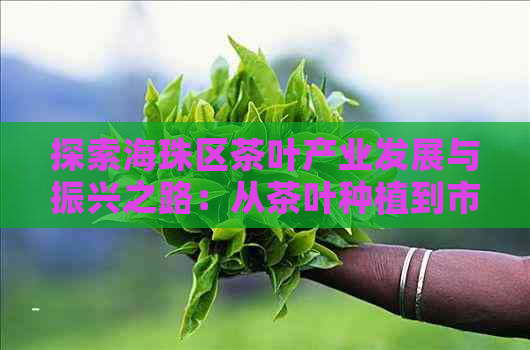 探索海珠区茶叶产业发展与振兴之路：从茶叶种植到市场推广全方位解析