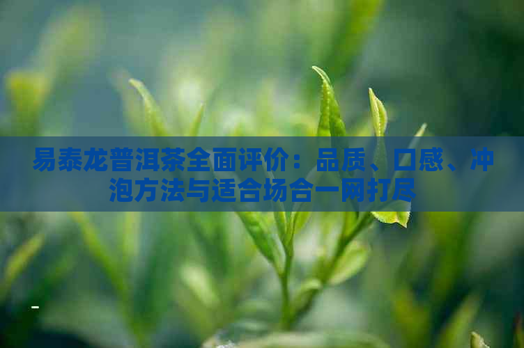 易泰龙普洱茶全面评价：品质、口感、冲泡方法与适合场合一网打尽