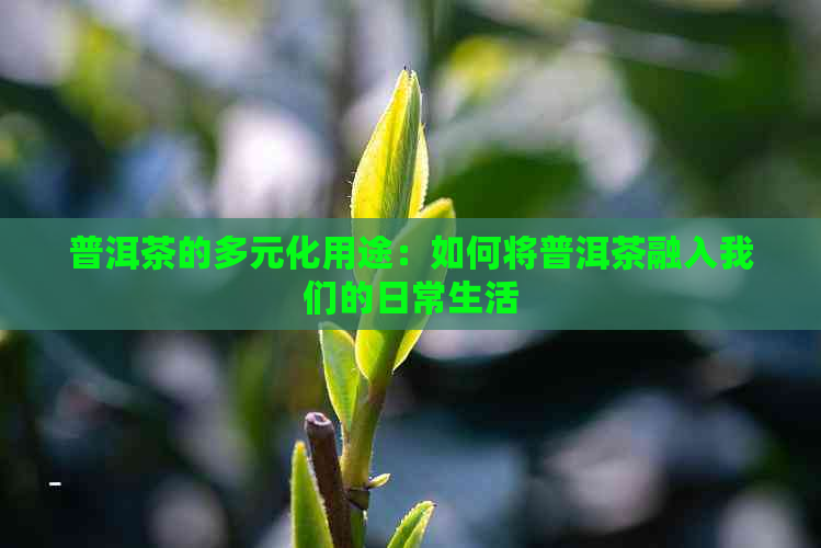 普洱茶的多元化用途：如何将普洱茶融入我们的日常生活