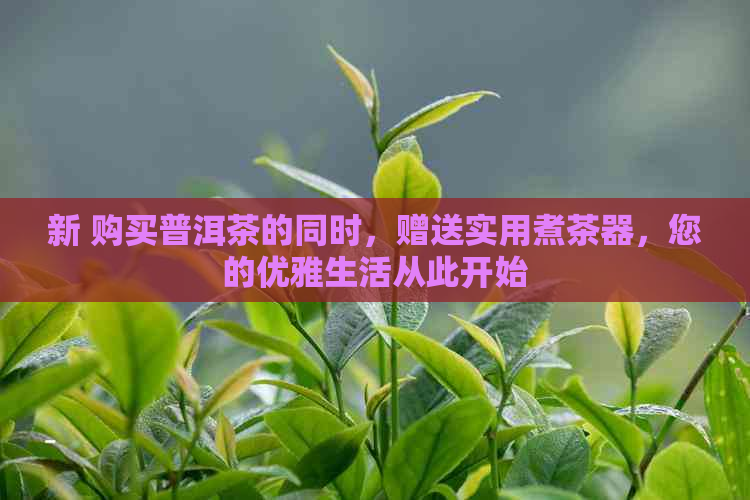 新 购买普洱茶的同时，赠送实用煮茶器，您的优雅生活从此开始