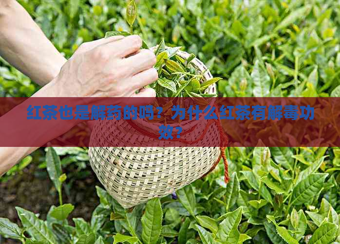 红茶也是解药的吗？为什么红茶有解功效？