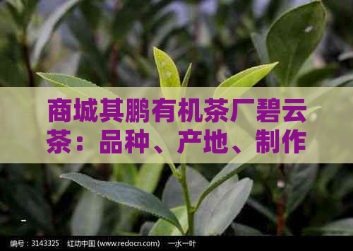 商城其鹏有机茶厂碧云茶：品种、产地、制作工艺、口感及购买渠道全方位解析