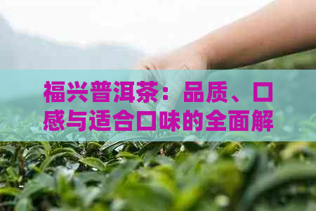 福兴普洱茶：品质、口感与适合口味的全面解析，是否好喝？