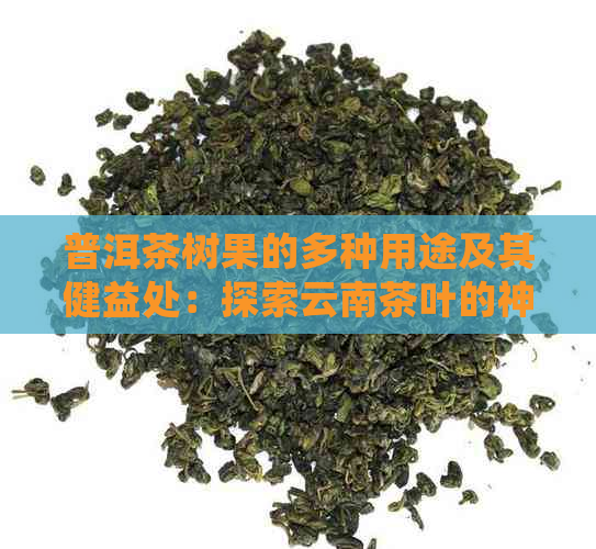 普洱茶树果的多种用途及其健益处：探索云南茶叶的神奇之处