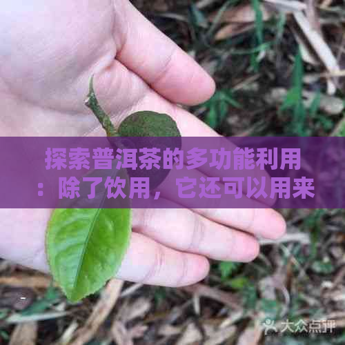 探索普洱茶的多功能利用：除了饮用，它还可以用来浇花吗？