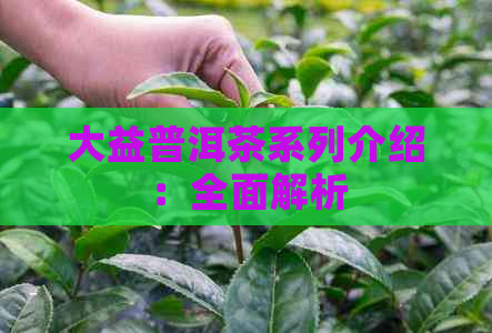 大益普洱茶系列介绍：全面解析