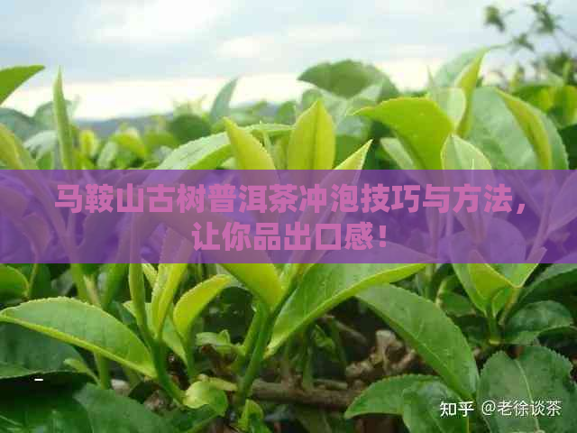 马鞍山古树普洱茶冲泡技巧与方法，让你品出口感！