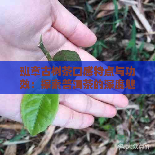 班章古树茶口感特点与功效：探索普洱茶的深度魅力