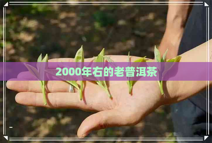 2000年右的老普洱茶